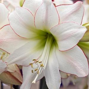 Amaryllis Picotee, Amarylis Bulbs, Hippeastrum Picotee, Hippeastrum Bulbs, White Flowers, White Amaryllis